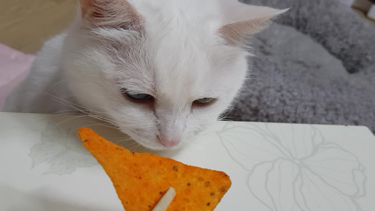 The cat that Nacho wants to eat