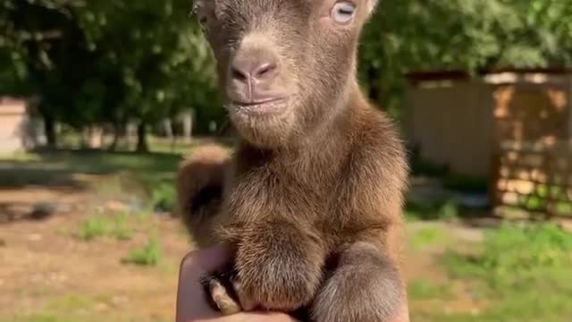 The sweetest thing you will see this week 🥰 This little one clearly has a lot to say...