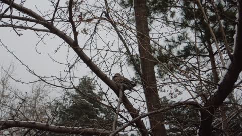 On a snowy day, an unknown bird is looking around.