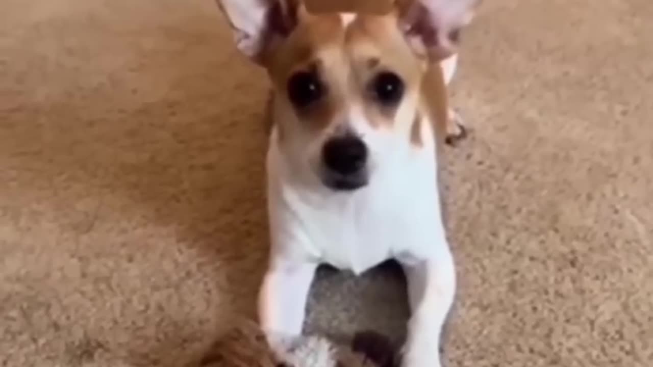 Funny animal video of the day 😀 😄 🤣