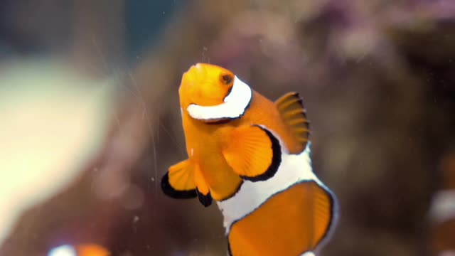 Clown fish