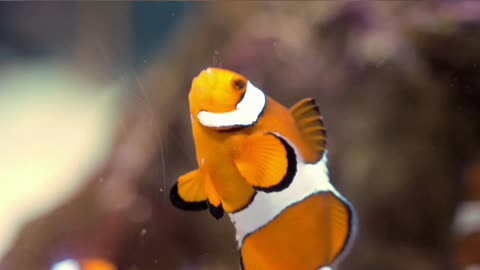Clown fish