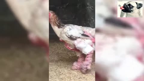 rooster funny video