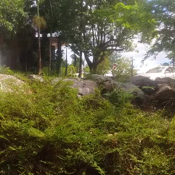 6.11.2024 Out of Control Kuranda (3)