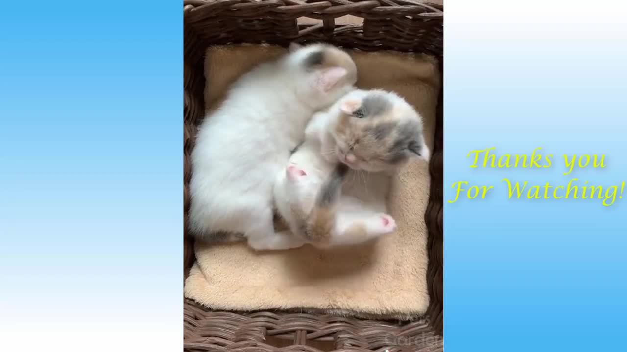 cute kitten videos short leg cat- KimsKennelUS 2022@#32