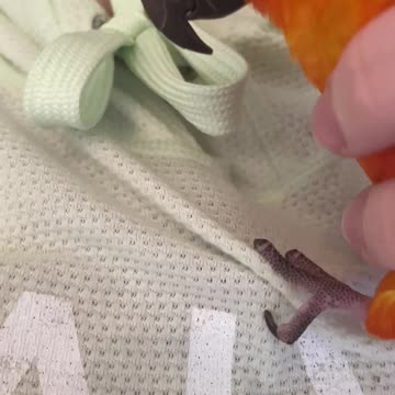 Parrot won't stop hopping on human mom