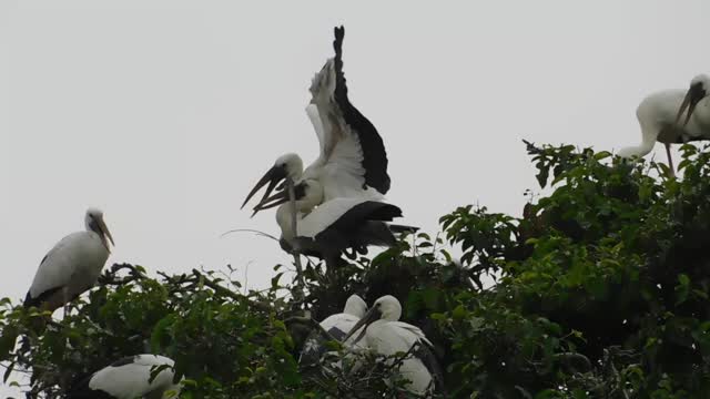 a big lip bird standing on another bird and fighting with each other