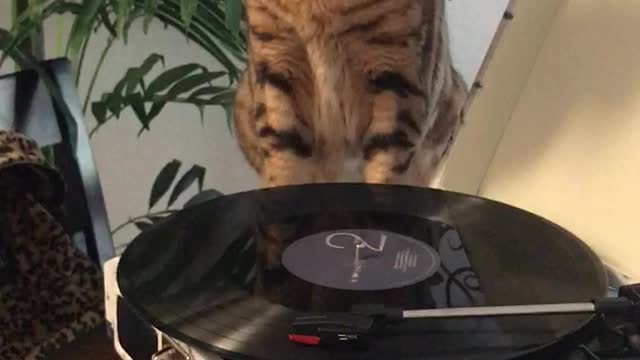 CHECK MEOWT! DJ @blackbottoms_bengal feat. Frank Sinatra