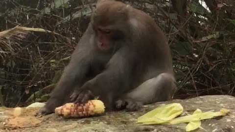 Monkey with hot corn