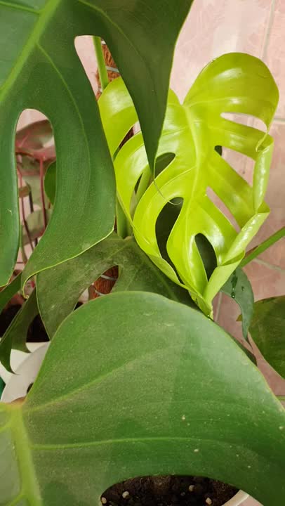 Beautiful Flower Monstera Borsigiana
