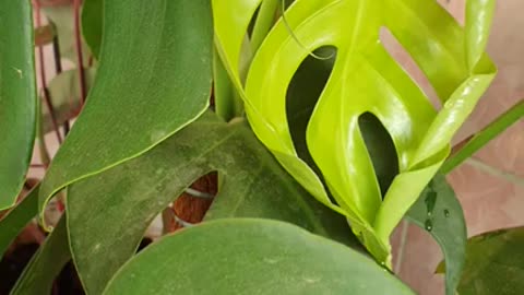 Beautiful Flower Monstera Borsigiana