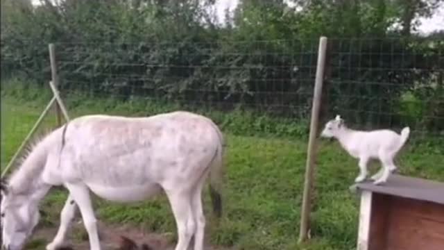 funny animals