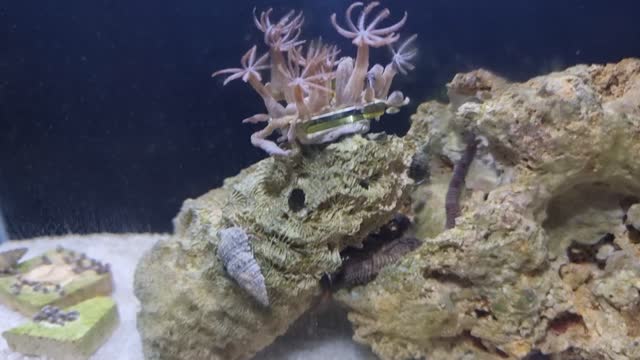 Nano Reef with Amphiprioninae and Cloves Brown