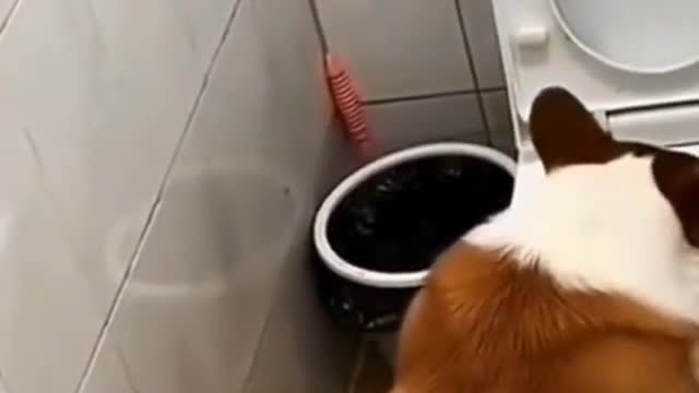 Cute ❤ dogs 🐶 and cats 🐱