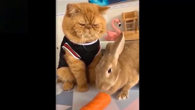 Cute And Funny Pets | Try Not To Laugh To These Pets Compilation #11💗