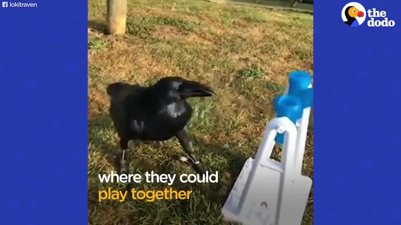 Raven Shakes His Tail Feathers Every Time He Sees Dad | The Dodo