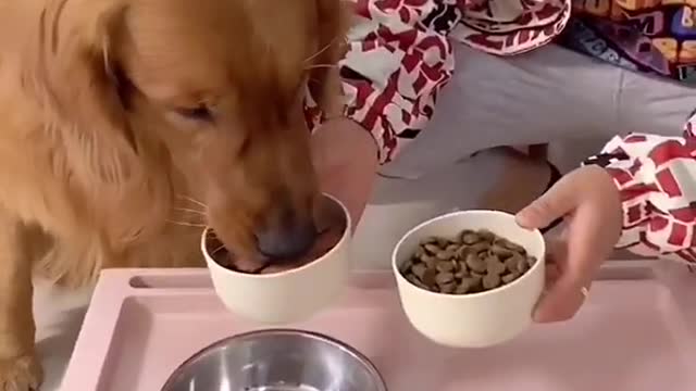 dog puppy cut doesn't want vegetables 2021