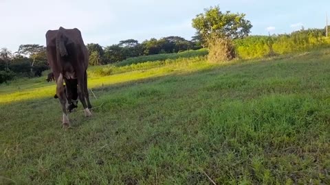 Watch how cow defecate