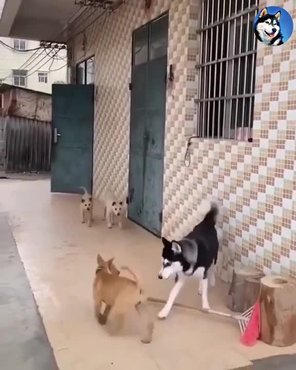 Siberian Husky Uses His Butt To Attack His Opponents!