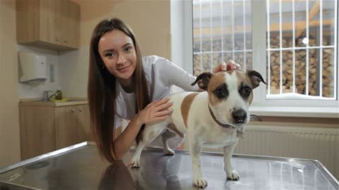 Attractive female veterinarian preparing to check up the dog