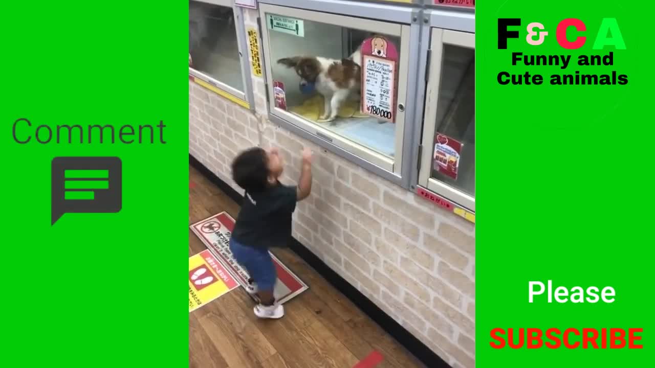 Cute and funny Dogs and baby video,