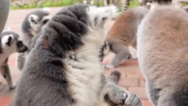 The raccoon