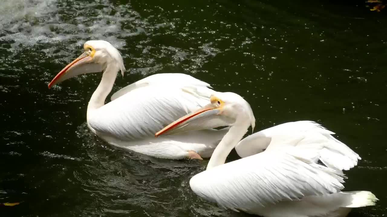Duck drinking water in the lake