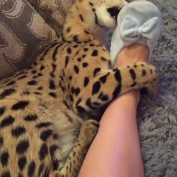 Adorable Bengal cat uses owner's foot as a toy