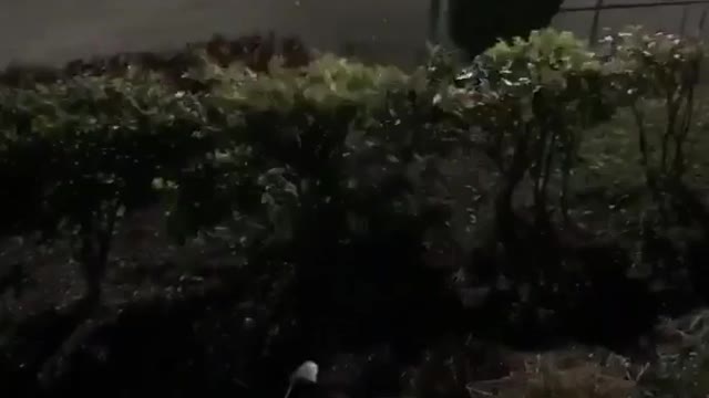 Guy tries jumping over bushes but falls down