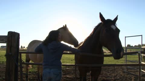 Girl And Her Horses