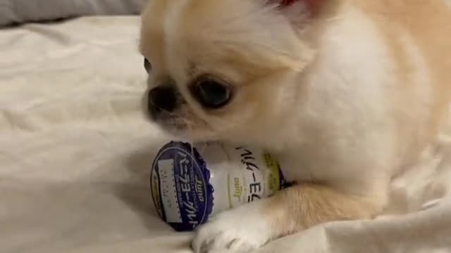 Fierce Chihuahua