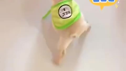 Tik tok Dogs - Cute Puppy #shorts