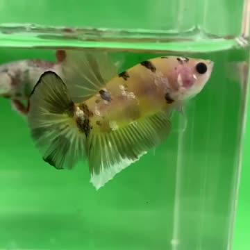 A couple new fish for the tank