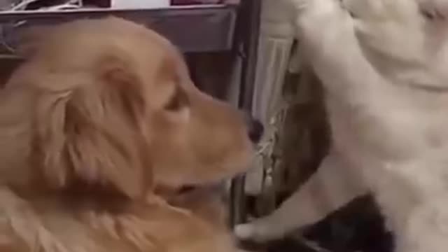 Funniest Dogs And Cats -- - Best Of The 2022 Funny Animal Videos 2021