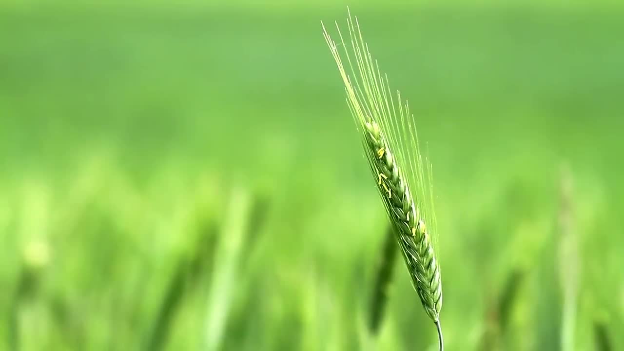 The waving ears of wheat in the pastoral field of a grain mill