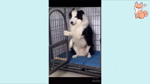 El perro más gracioso y inteligente