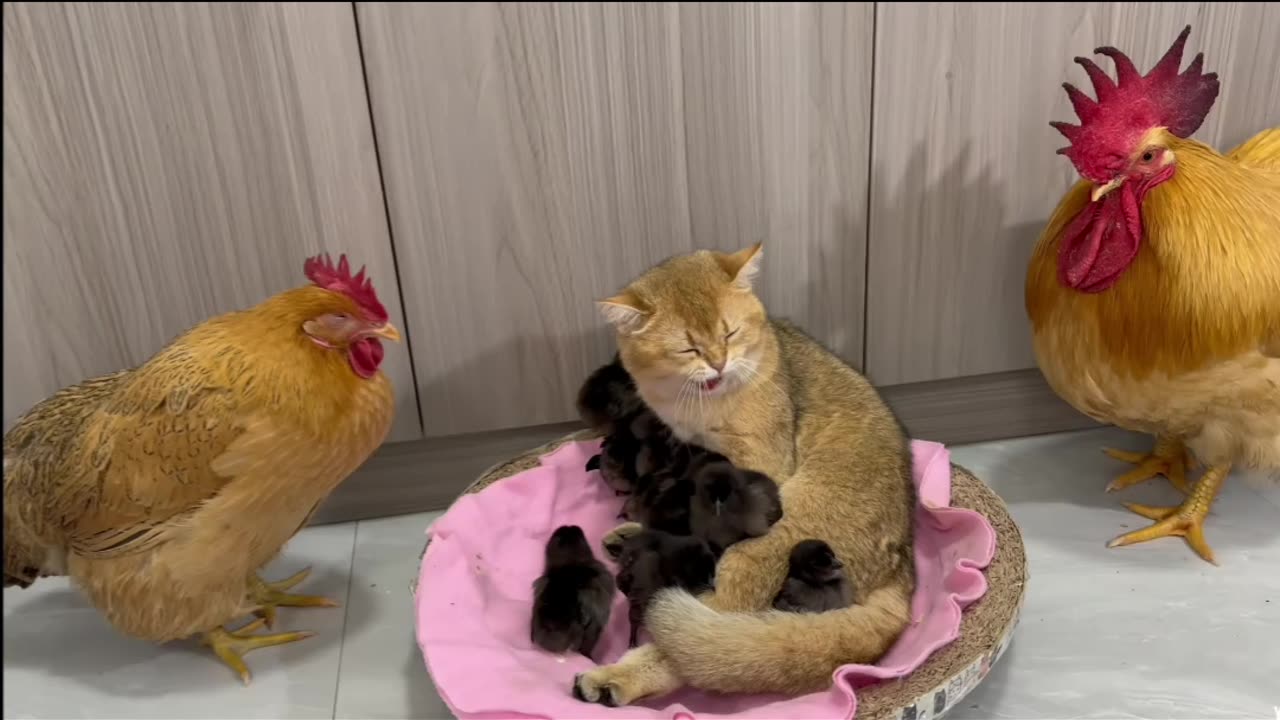 Cat