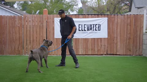 Dog training 101: lesson 1