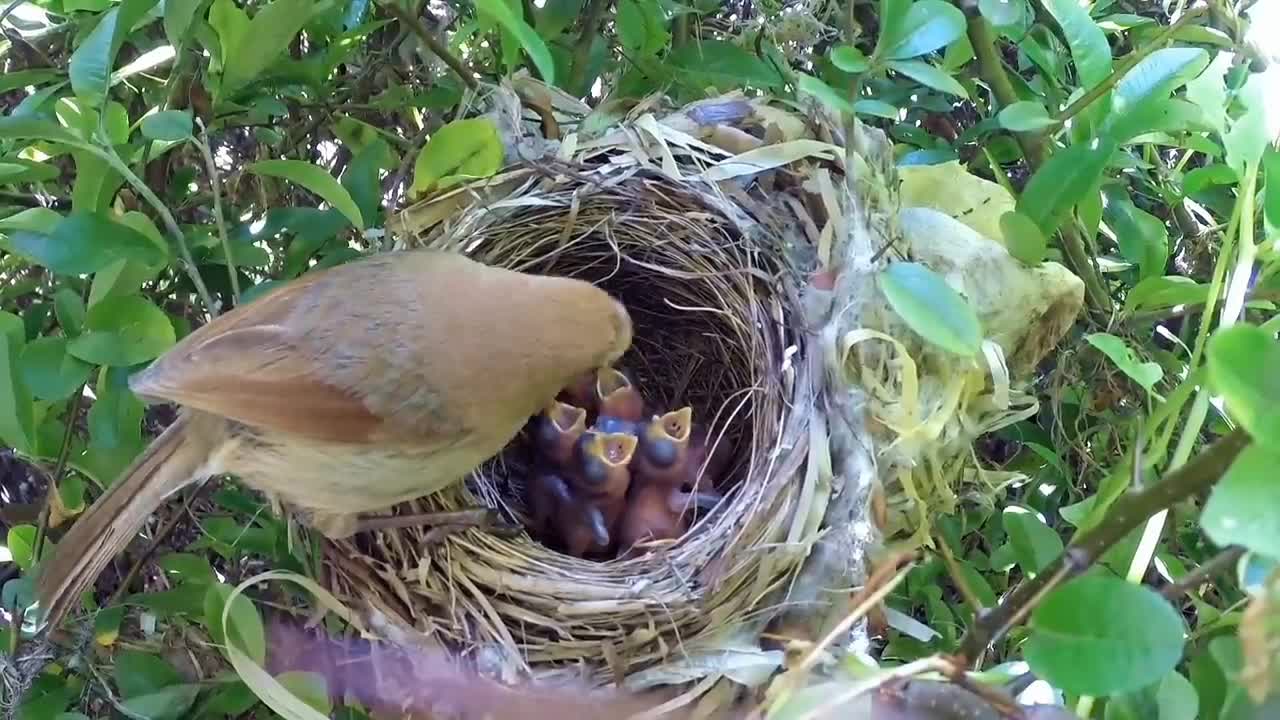 Bird hatching and brooding