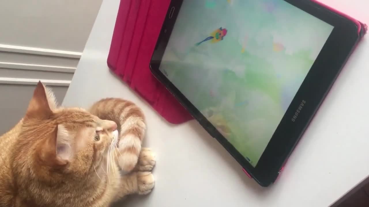 Epic Cat Playing #2 - Funny Videos