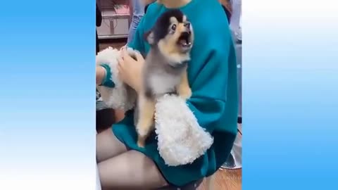 animals funny - moments