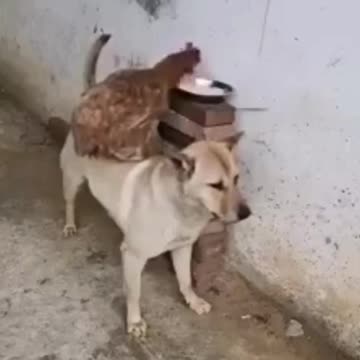 Hen Dog Funny Video Clips