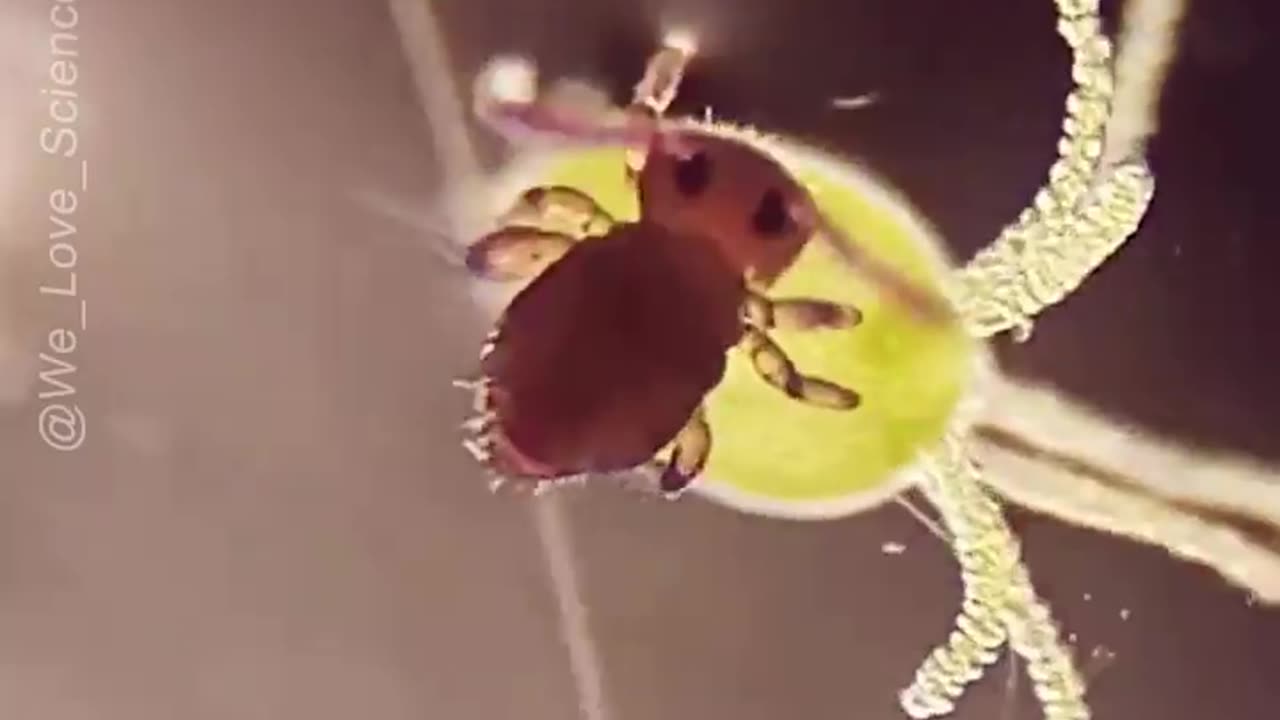 Springtail, Tropical Pink (Collembola sp.)