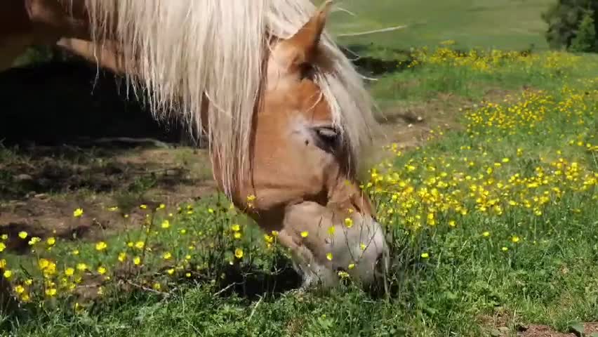 nature cute horses