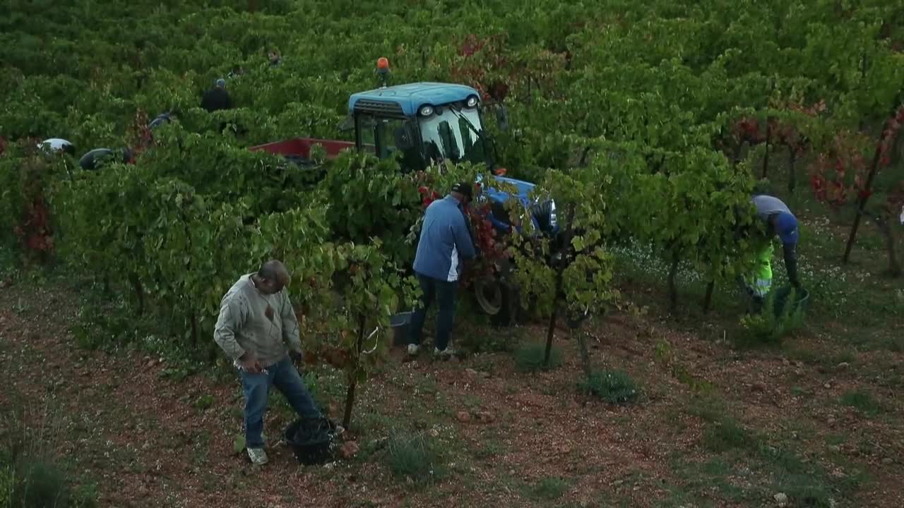 Vino en Francia. Los cultivos