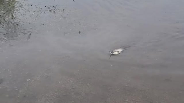 Catching a Carp in Your Flooded Driveway