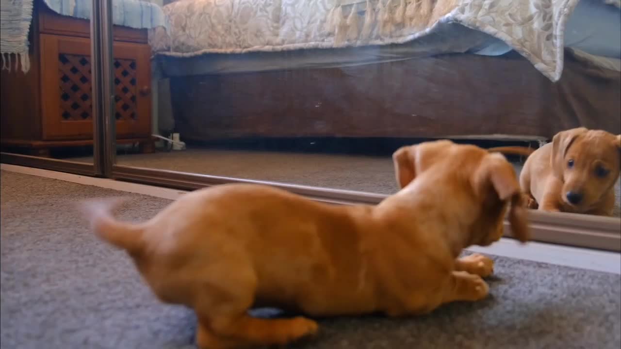 dog vs mirrors funny dog reactions