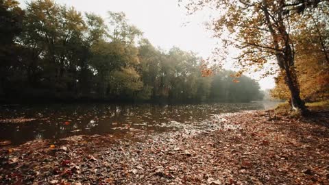 The vast forest, the yearning in my heart, towards freedom