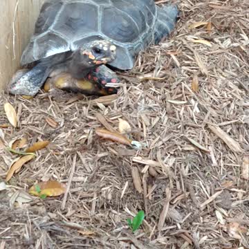 Our Happy Redfoot Tortoise