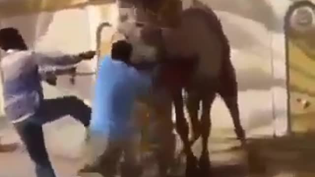 Camel Force To Die From Laughing #Funny Videos